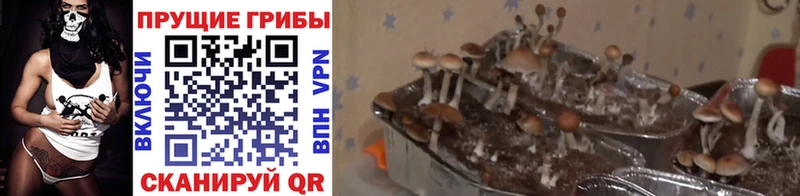 Галлюциногенные грибы ЛСД  Сухой Лог 